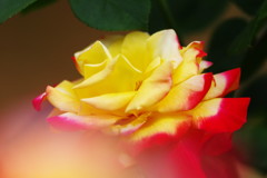 春の息吹　バラ