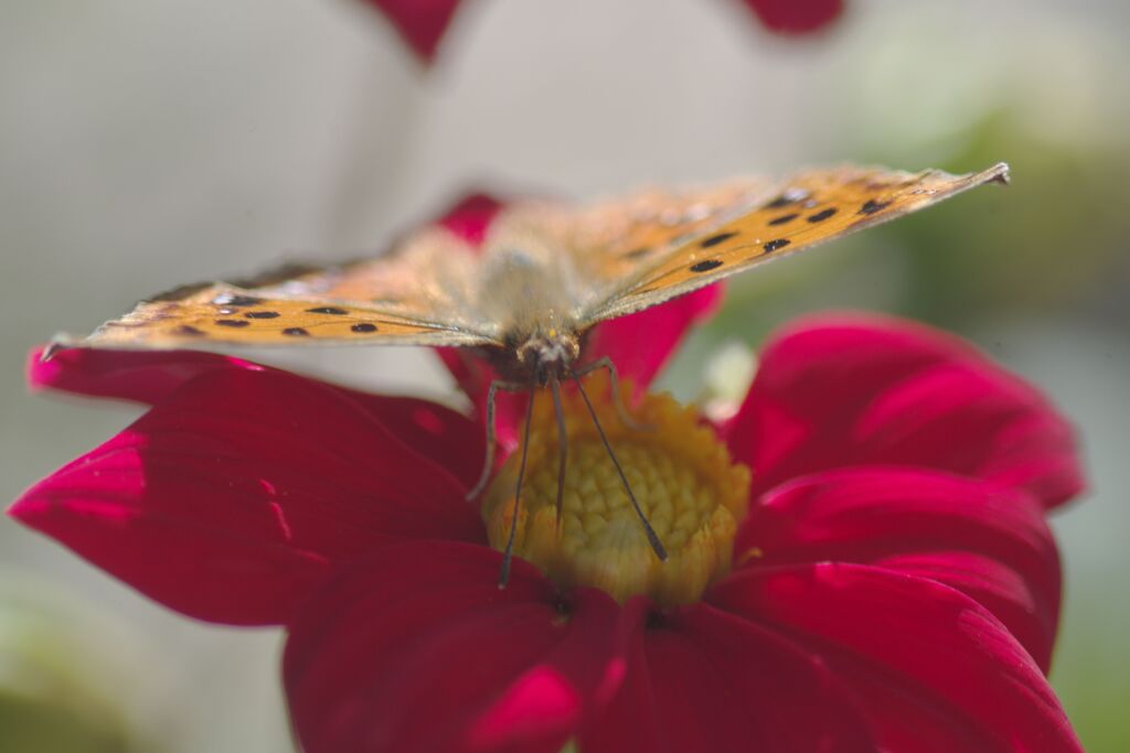 ヒョウモンチョウ