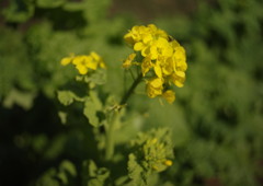 初春　菜の花　Ⅱ