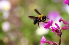 虫達を追って　クマバチ