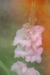 初夏　グラジョウラス　Ⅱ