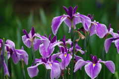 初夏を探して　カキツバタ？