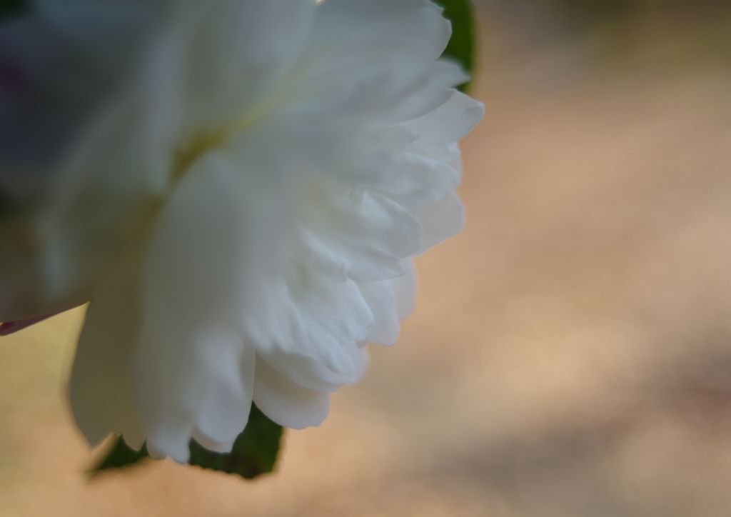 寒冷　山茶花