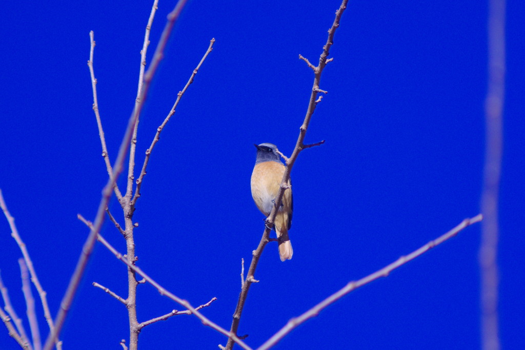 野鳥を追って　モズ？