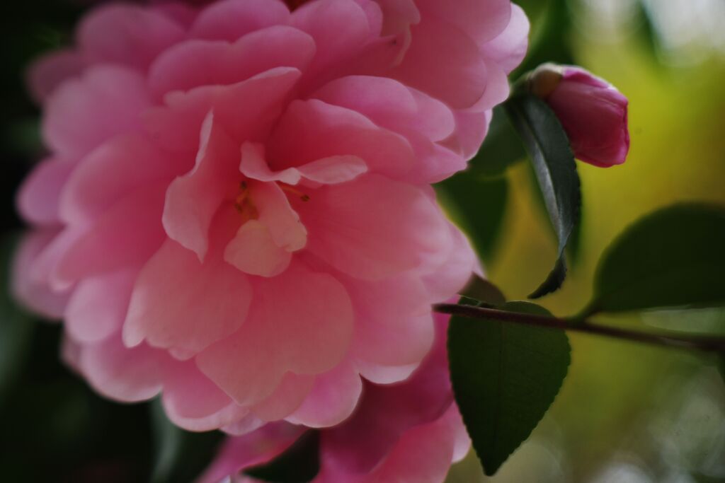 極月　サザンカ　Ⅱ