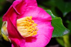 落日　ツバキ　Ⅱ