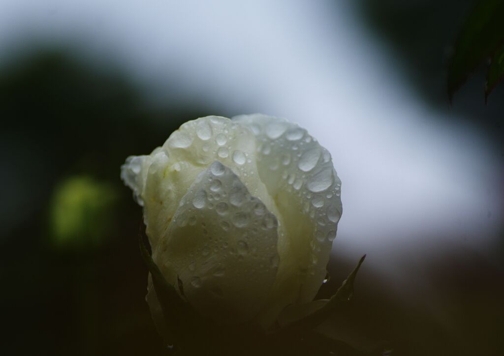 雨上がりの薔薇