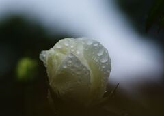 雨上がりの薔薇