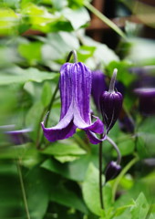 季夏　インテグリフォリア