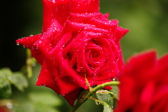 向暑　薔薇　Ⅱ