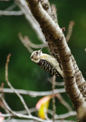 野鳥を探して　コゲラ　Ⅱ