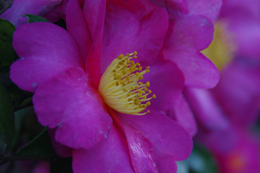 冬の花　サザンカ　Ⅱ