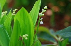 春爛漫　すずらん