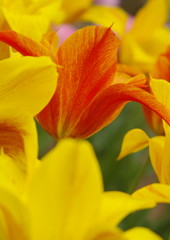 春色　チューリップ　Ⅱ