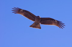 野鳥を探して　トンビ？