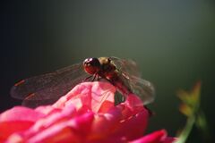 白露　アキアカネ？　Ⅱ