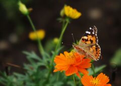 ツマグロヒョウモン