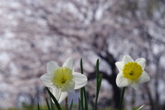 春暖　桜と水仙　Ⅲ