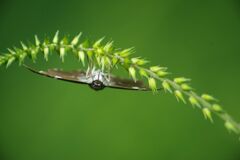 蝉鳴く　イチモンジチョウ？　Ⅱ