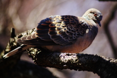 梅の枝に鳩