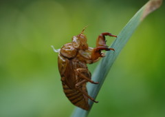 路傍　アブラゼミ抜け殻