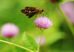 弱肉強食　セセリチョウ