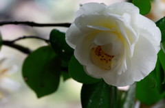 春を探して　白椿