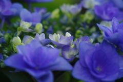 仲夏　（八重）ガクアジサイ