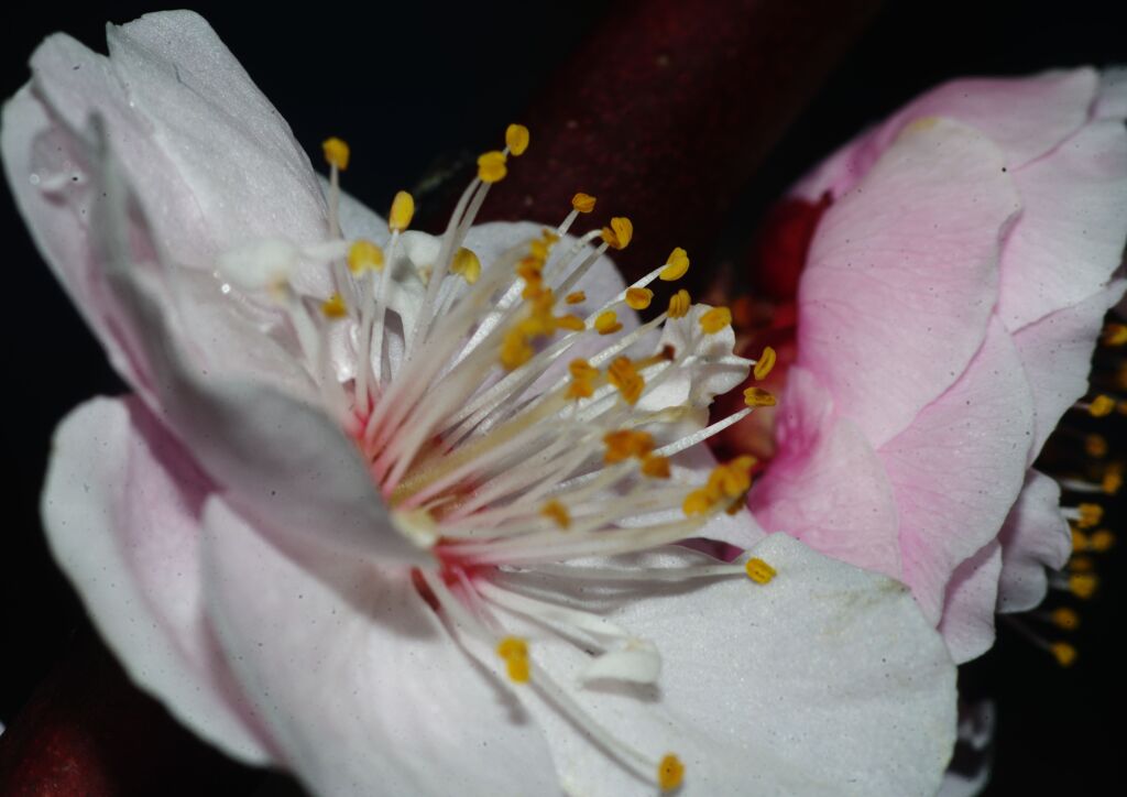 仲春　ウメ　Ⅱ　