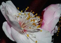 仲春　ウメ　Ⅱ　