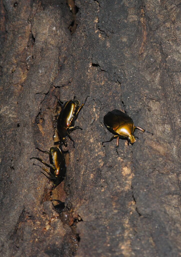 季夏　カナブン　Ⅱ