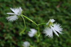 季夏　サギソウ　完