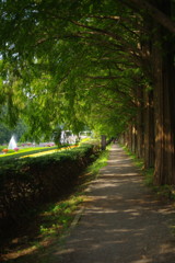 OLD LENS　県立相模原公園