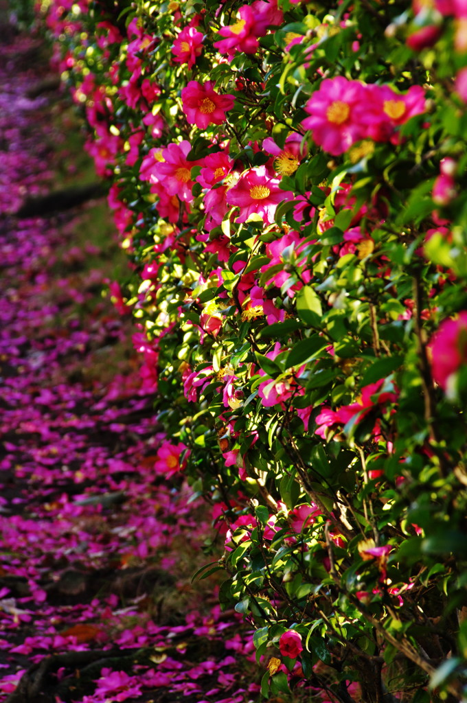 冬の花　サザンカ