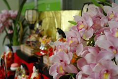 春光　お雛様　Ⅱ