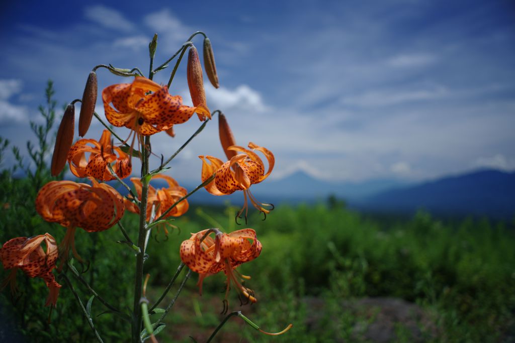 晩夏　遠くに富士山　Ⅱ