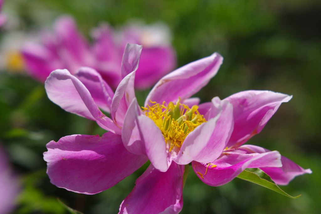 春色　テッセン　Ⅱ