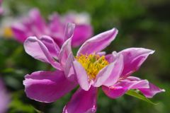 春色　テッセン　Ⅱ