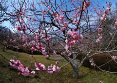 春光　紅梅　Ⅱ