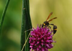 はつ夏　トックリバチ