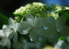 紫陽花