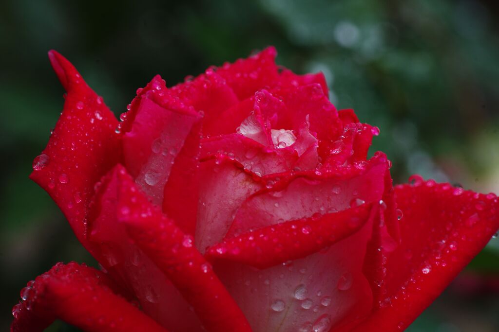 雨上がりの薔薇　Ⅱ.