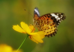 花と虫達　ツマグロヒョウモン♀