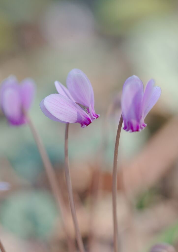 原種シクラメン　Ⅱ