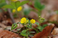 春爛漫　キンポウゲ？