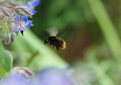 虫達を追って　クマバチIMGP5782