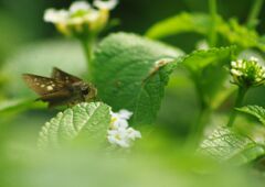 万来　セセリチョウ