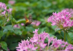 秋思　ホウジャク