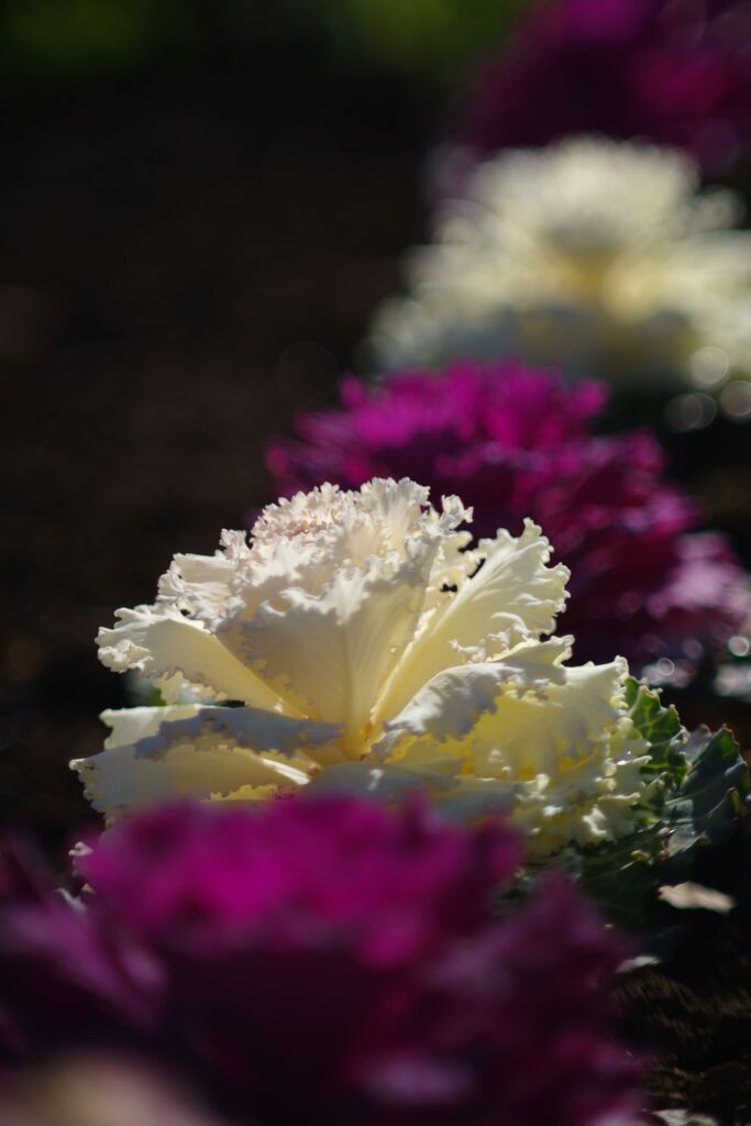 仲春　ミニ葉牡丹　Ⅱ