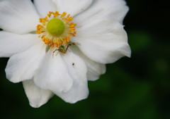 秋の花　シュウメイギクとクモ